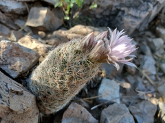 Escobaria tuberculosa varicolor