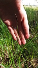 Carex melanostachya