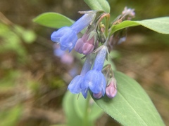 Mertensia viridis