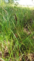 Carex melanostachya