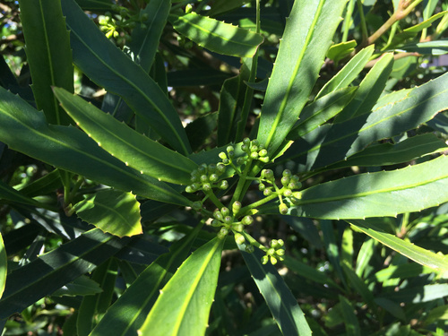 Pseudopanax crassifolius