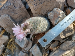Escobaria tuberculosa varicolor