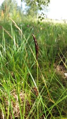 Carex melanostachya