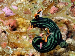 Nembrotha kubaryana