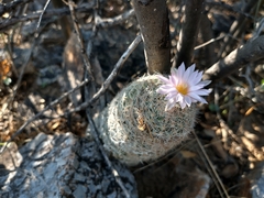 Escobaria tuberculosa varicolor