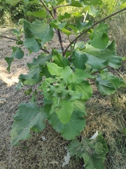 Arctium lappa