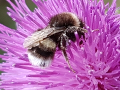 Bombus