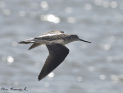 Tringa nebularia