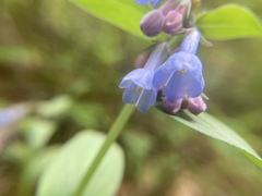 Mertensia viridis