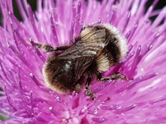 Bombus