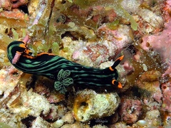 Nembrotha kubaryana