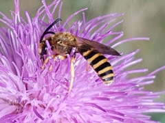Halictus scabiosae