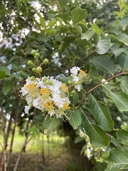 Lagerstroemia subcostata