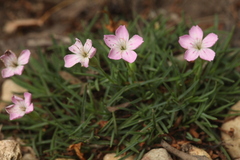 Dianthus microlepis