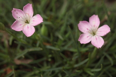 Dianthus microlepis