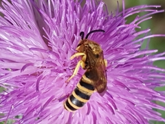 Halictus scabiosae