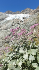 Adenostyles leucophylla