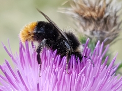 Bombus