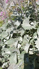 Adenostyles leucophylla