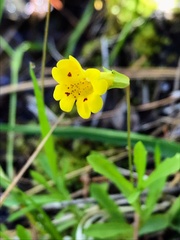 Erythranthe linearifolia