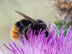 Bombus