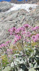 Adenostyles leucophylla