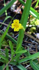 Erythranthe linearifolia