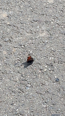 Aglais io