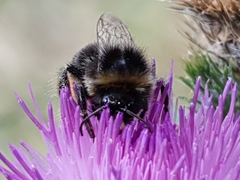 Bombus