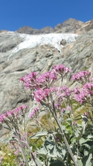 Adenostyles leucophylla