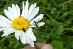 Cylindromyia pusilla