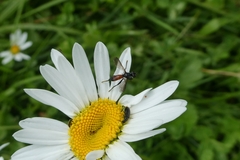 Cylindromyia pusilla