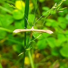 Stenoptilia pterodactyla