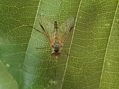 Rhagio lineola