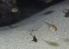 Pempheris multiradiata