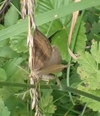 Scotopteryx chenopodiata