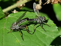 Neomochtherus geniculatus