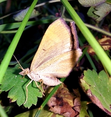 Scotopteryx chenopodiata