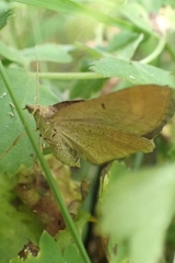 Scotopteryx chenopodiata