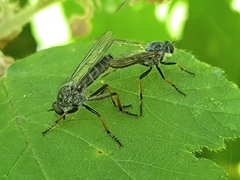 Neomochtherus geniculatus