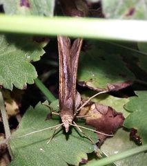 Scotopteryx chenopodiata