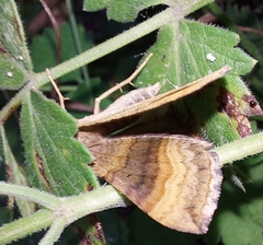 Scotopteryx chenopodiata