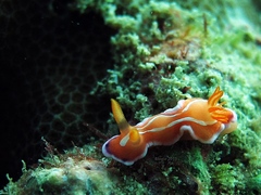 Verconia alboannulata