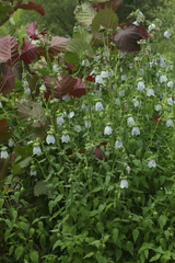 Codonopsis clematidea