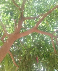 Mangifera