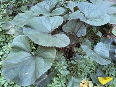 Petasites japonicus