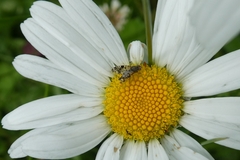 Campiglossa guttella