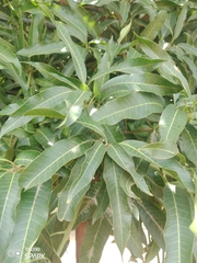 Mangifera