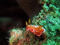 Verconia alboannulata