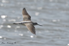 Tringa nebularia